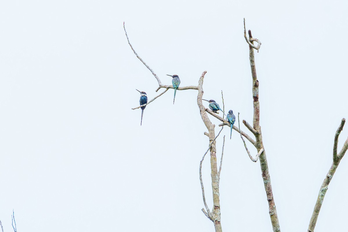 Paradise Jacamar - ML637438550