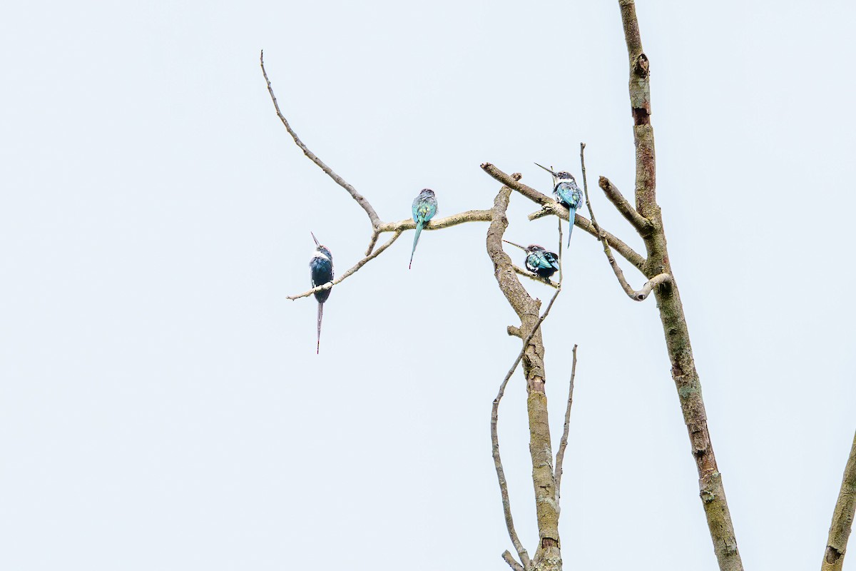Paradise Jacamar - ML637438551