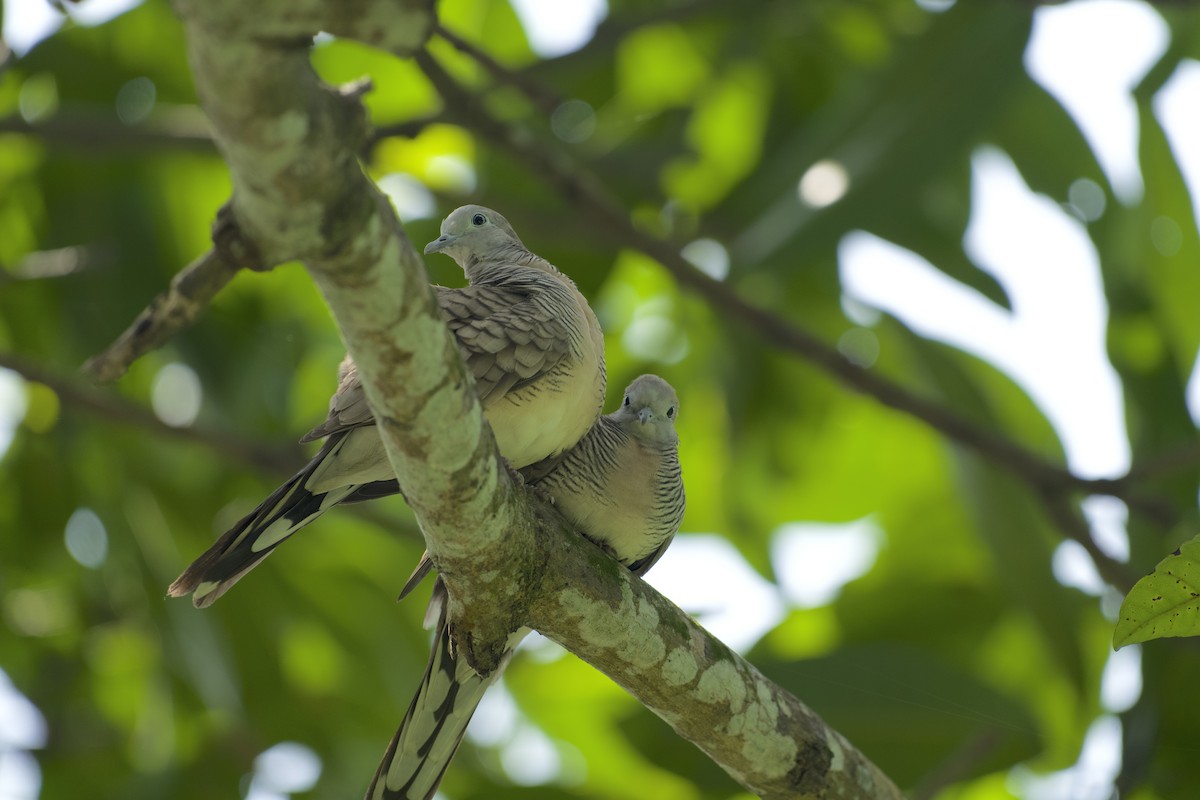 Zebra Dove - ML637438645