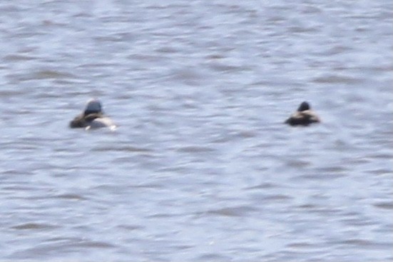 Hooded Merganser - ML637438646
