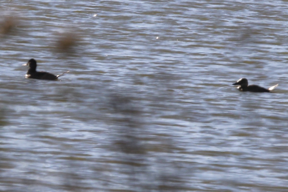 Hooded Merganser - ML637438647