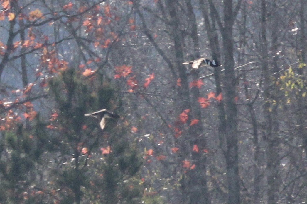 Hooded Merganser - ML637438649