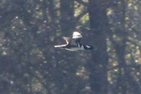 Hooded Merganser - ML637438650