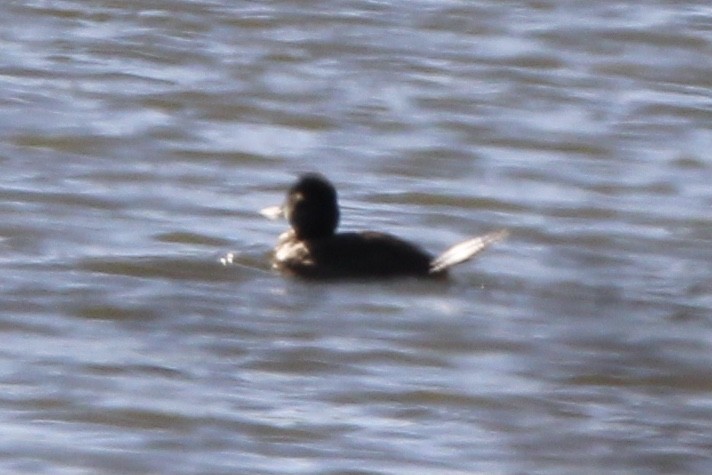 Hooded Merganser - ML637438652