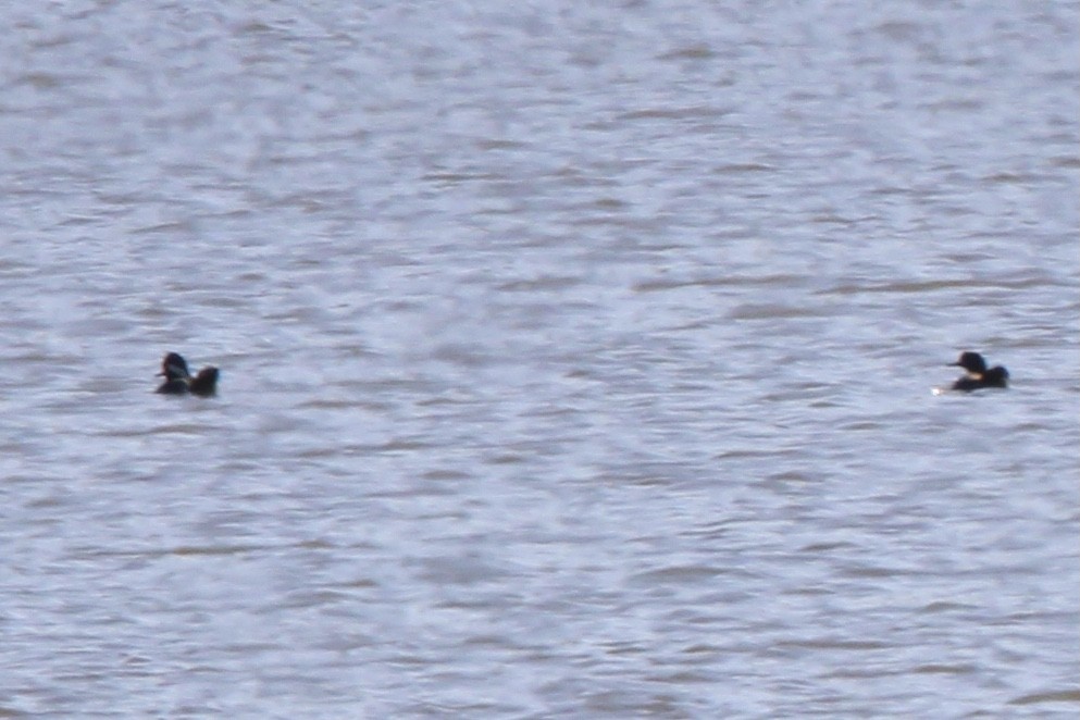 Hooded Merganser - ML637438653