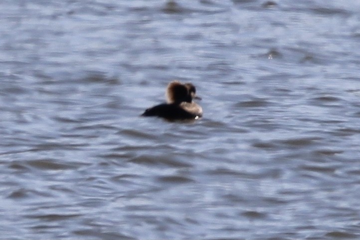 Hooded Merganser - ML637438654