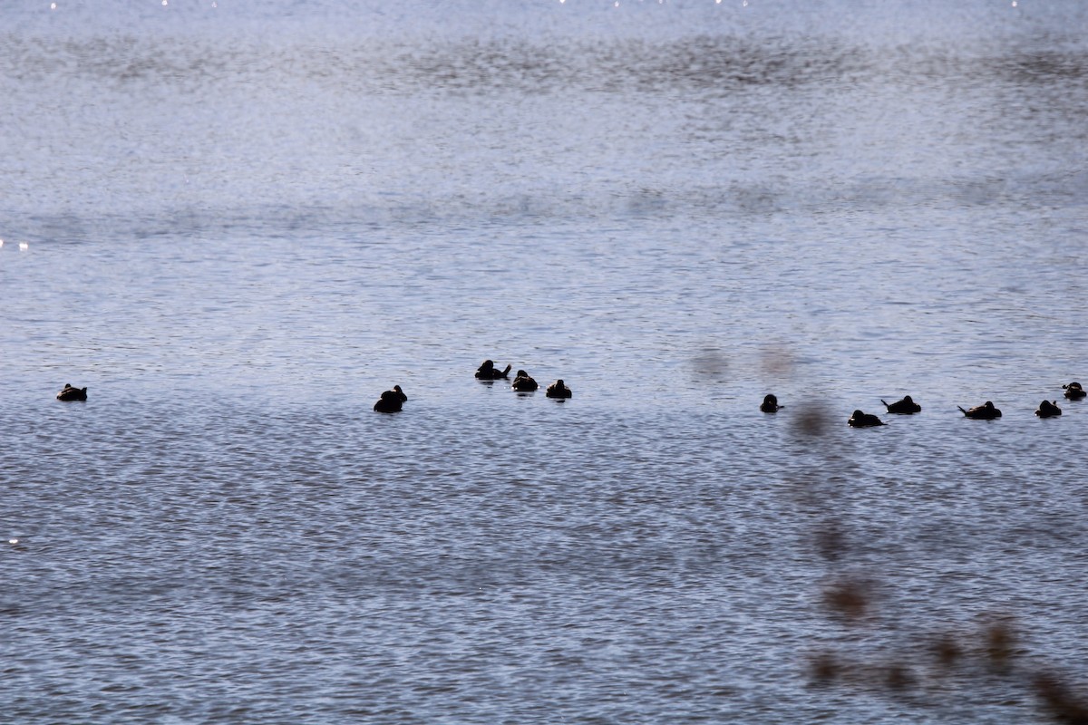 Hooded Merganser - ML637438656