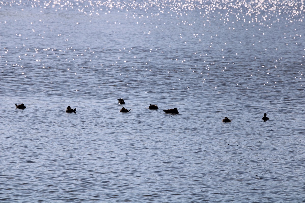Hooded Merganser - ML637438657