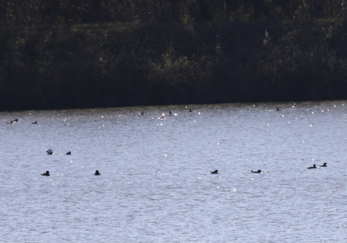 Hooded Merganser - ML637438658