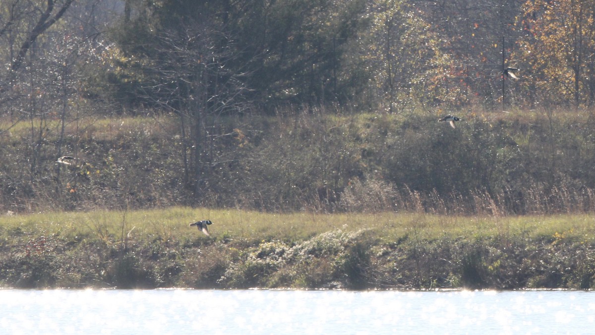 Hooded Merganser - ML637438660
