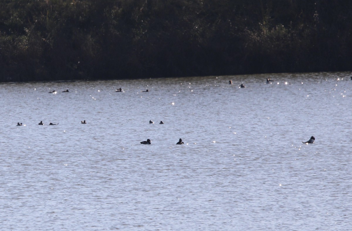 Hooded Merganser - ML637438661