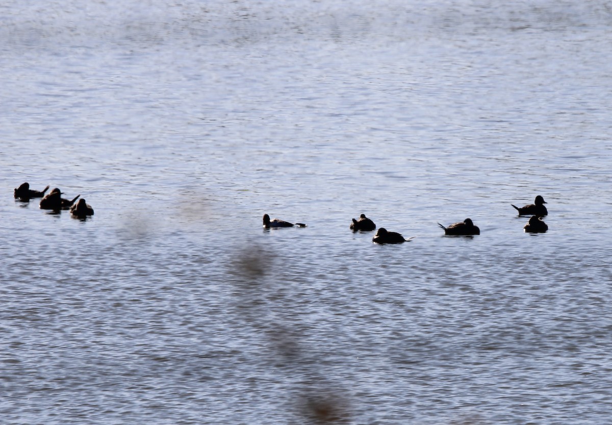Hooded Merganser - ML637438662