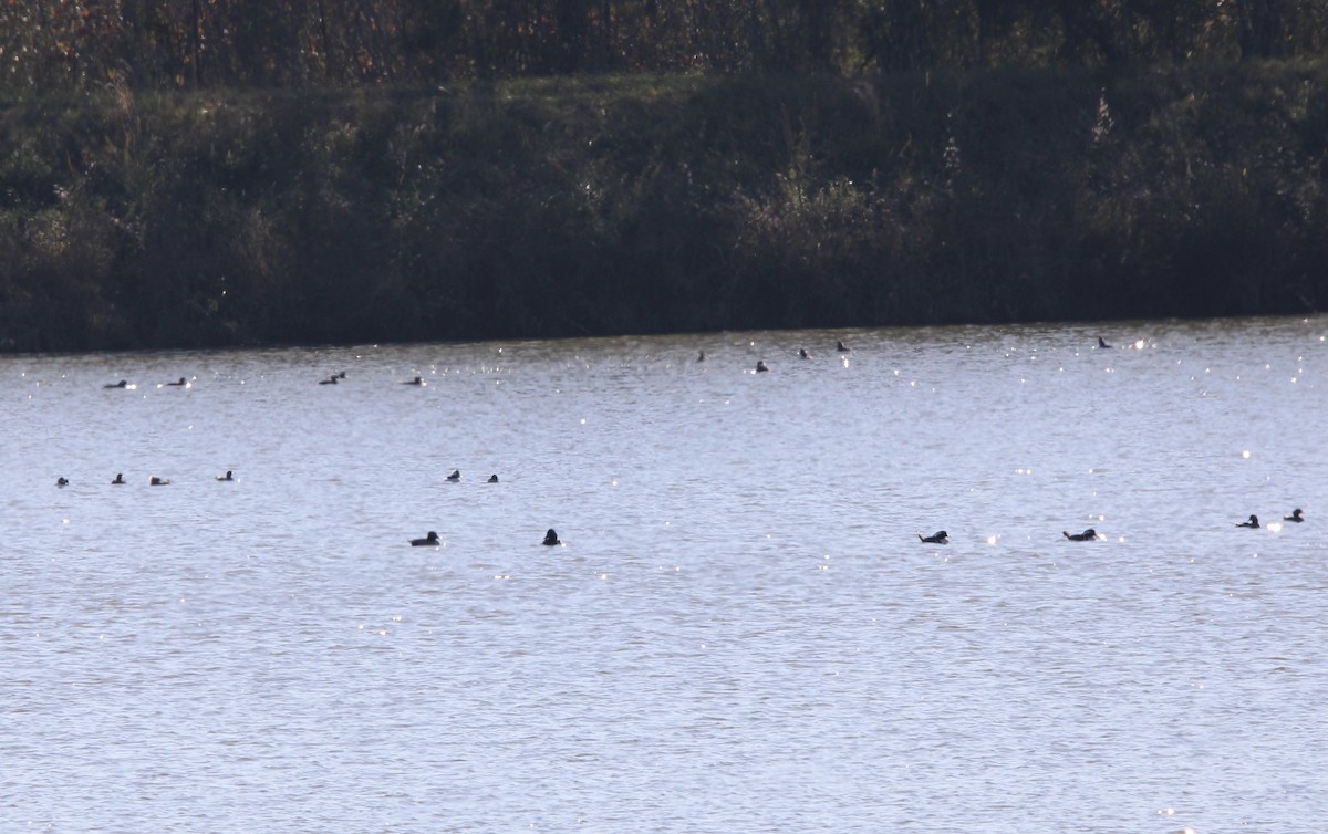Hooded Merganser - ML637438663