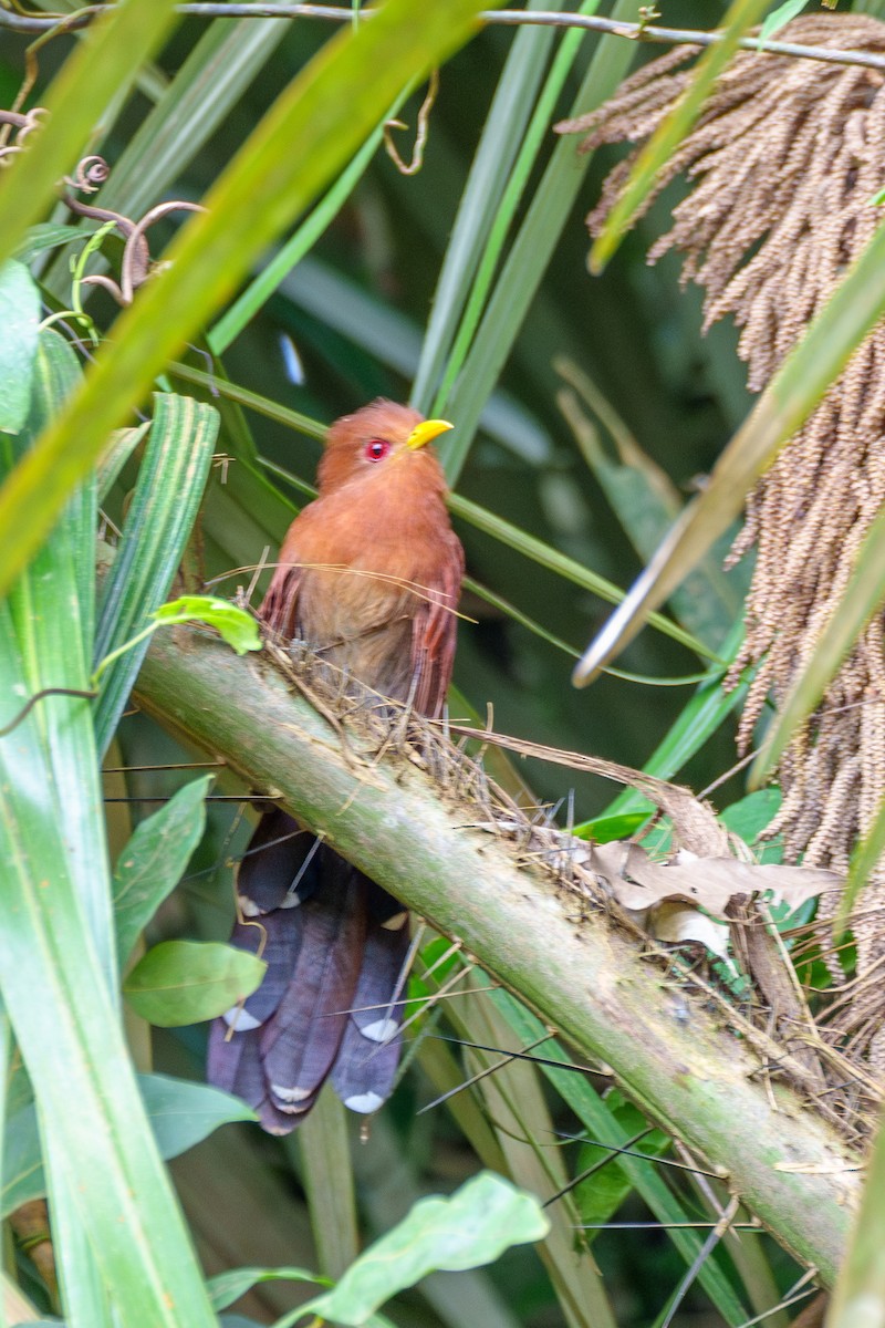 Little Cuckoo - ML637438694