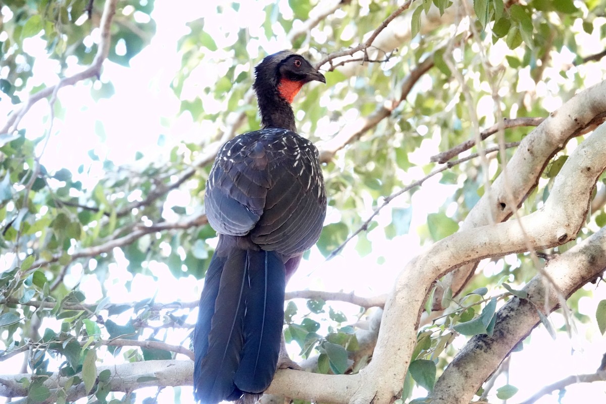 Chestnut-bellied Guan - ML637438707
