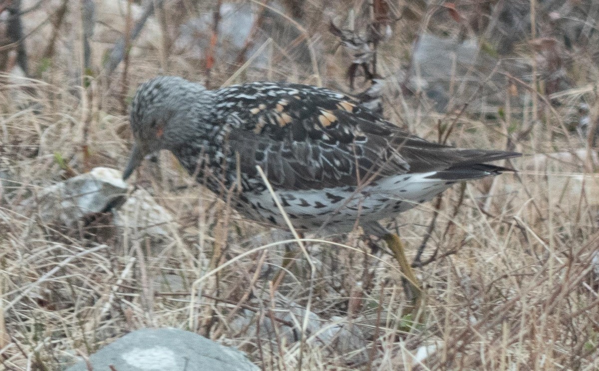 Surfbird - ML637438761