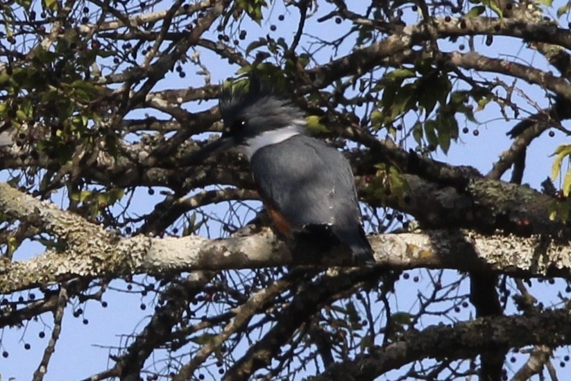 Belted Kingfisher - ML637438766