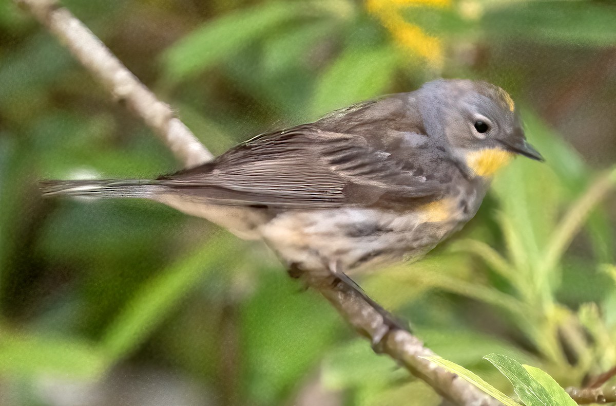 Yellow-rumped Warbler - ML637438890