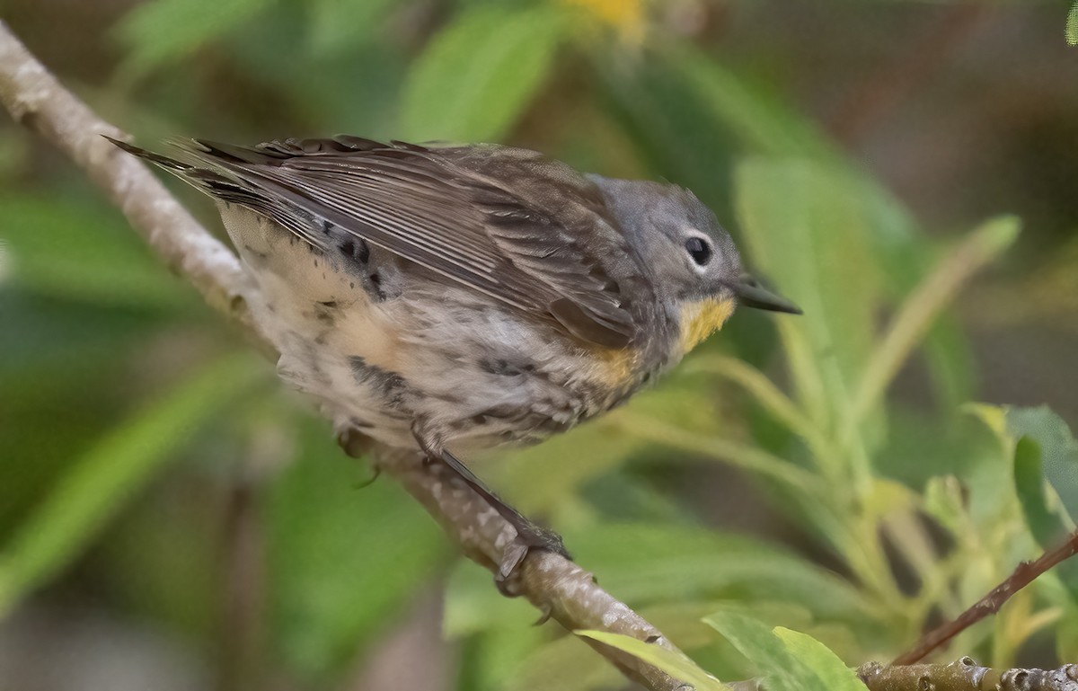 Yellow-rumped Warbler - ML637438891