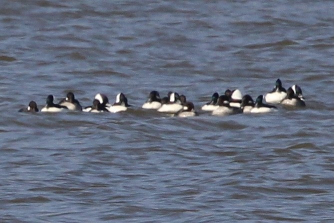 Bufflehead - ML637438940