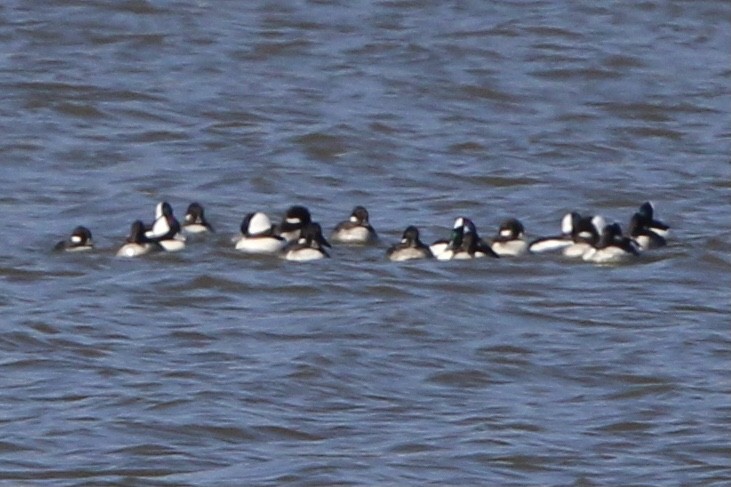 Bufflehead - ML637438941