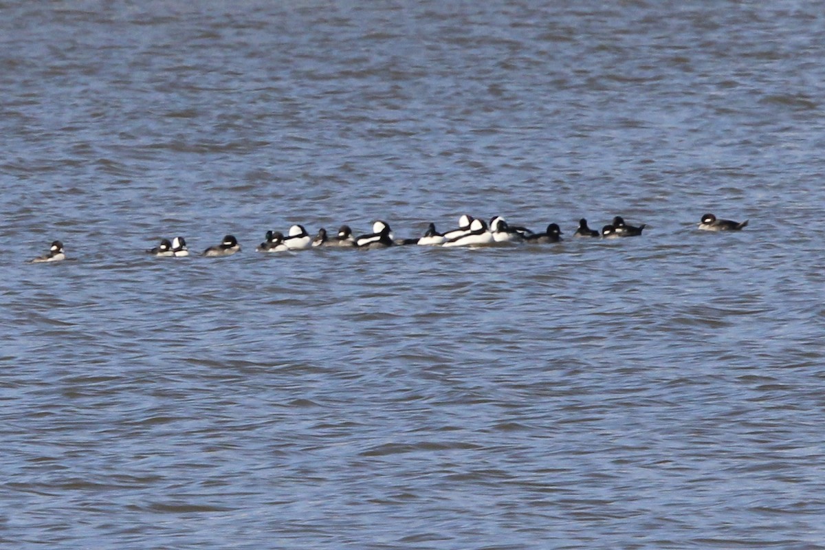 Bufflehead - ML637438942