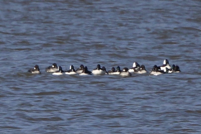 Bufflehead - ML637438943