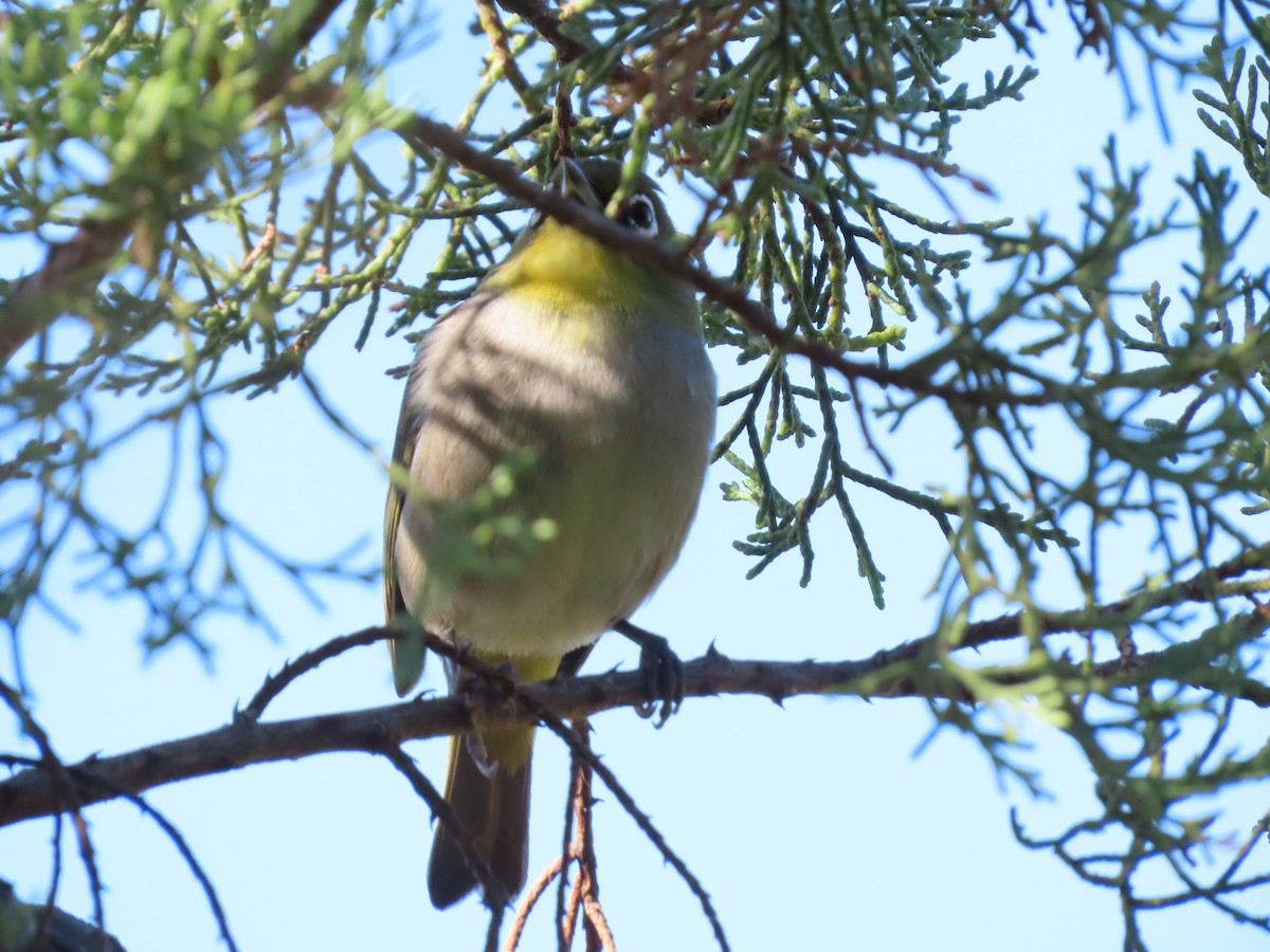 Cape White-eye - ML637438949