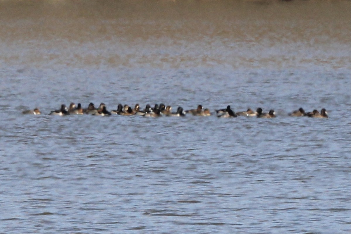 Ring-necked Duck - ML637438952