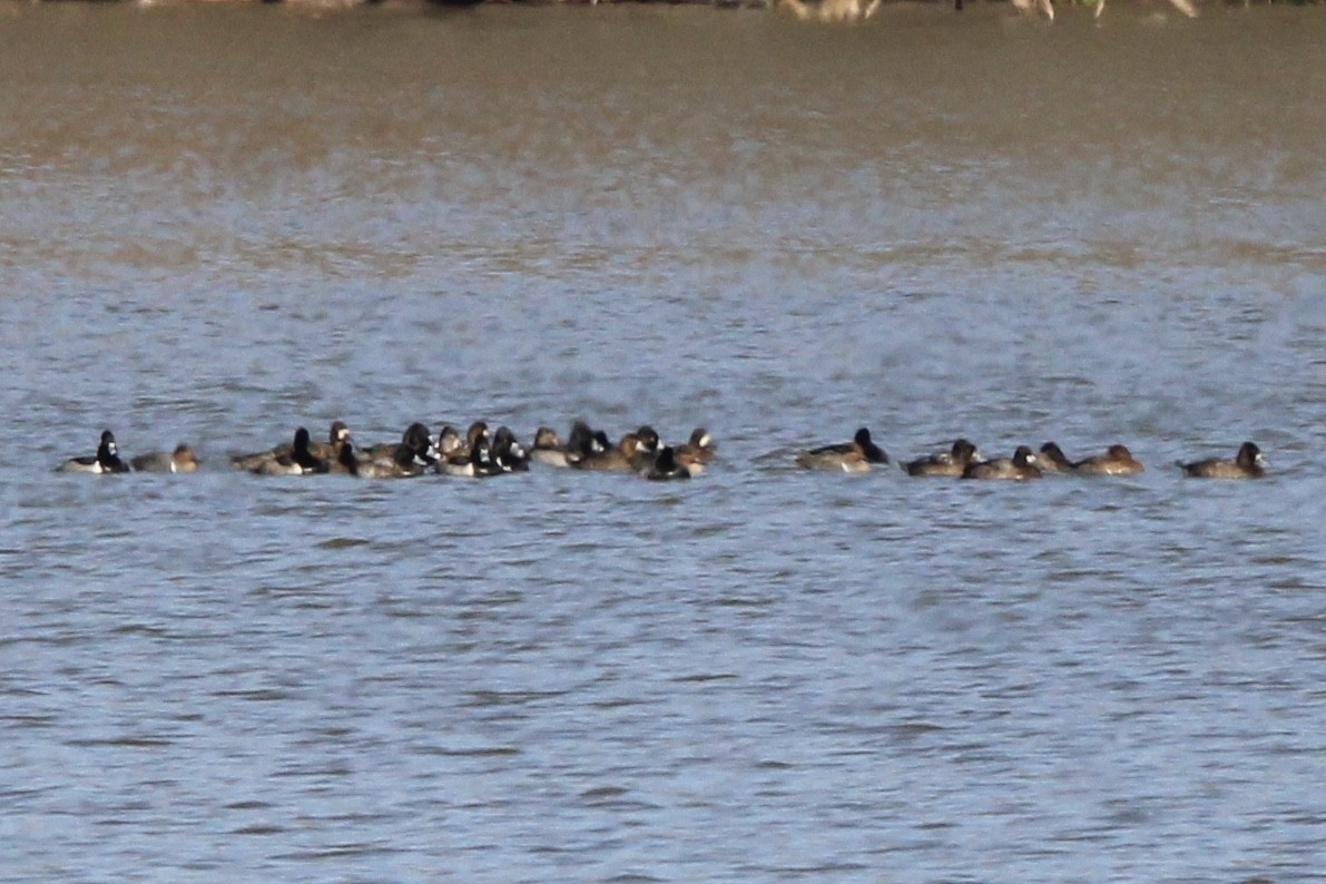 Ring-necked Duck - ML637438954