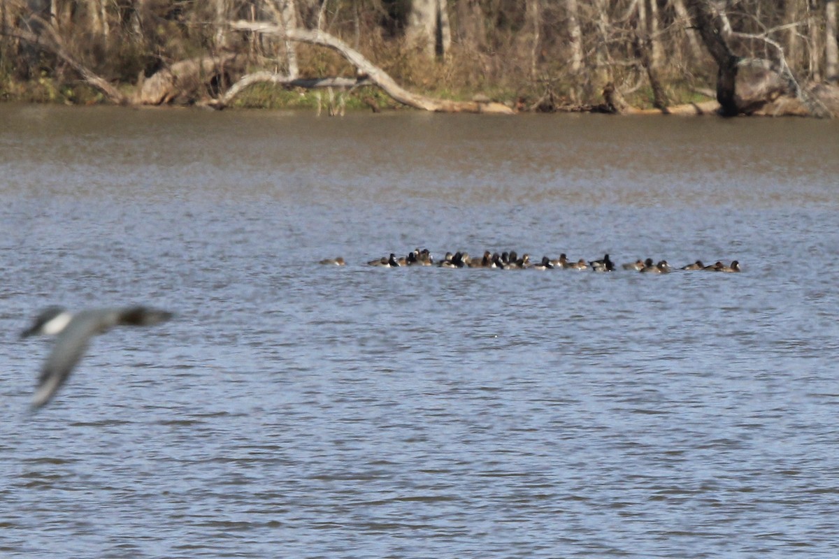 Ring-necked Duck - ML637438955