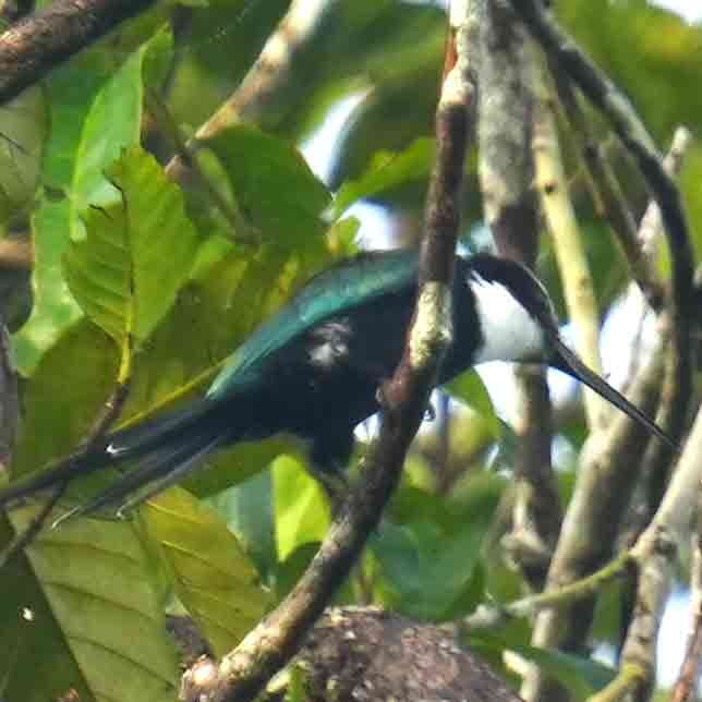 Paradise Jacamar - ML637438980
