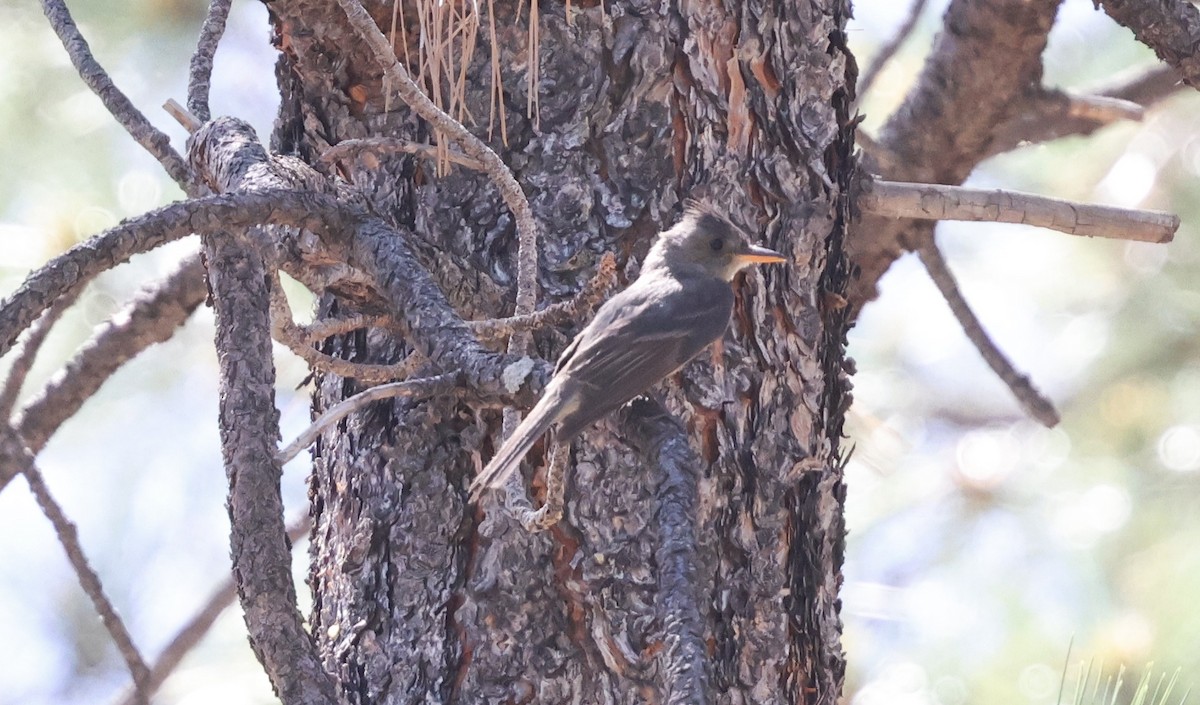 Greater Pewee - ML637439015