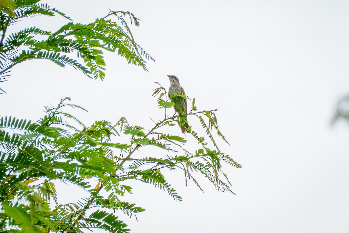 Piratic Flycatcher - ML637439049