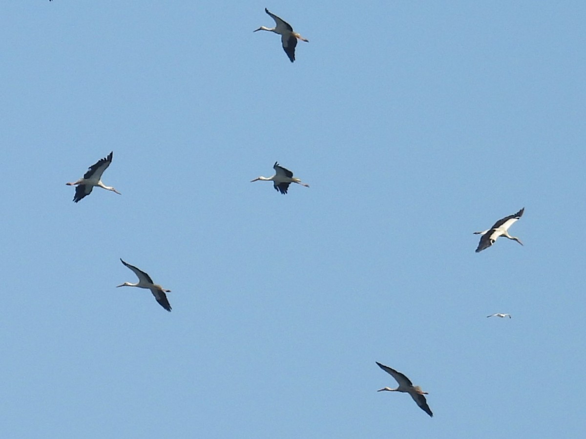 White Stork - ML637439053