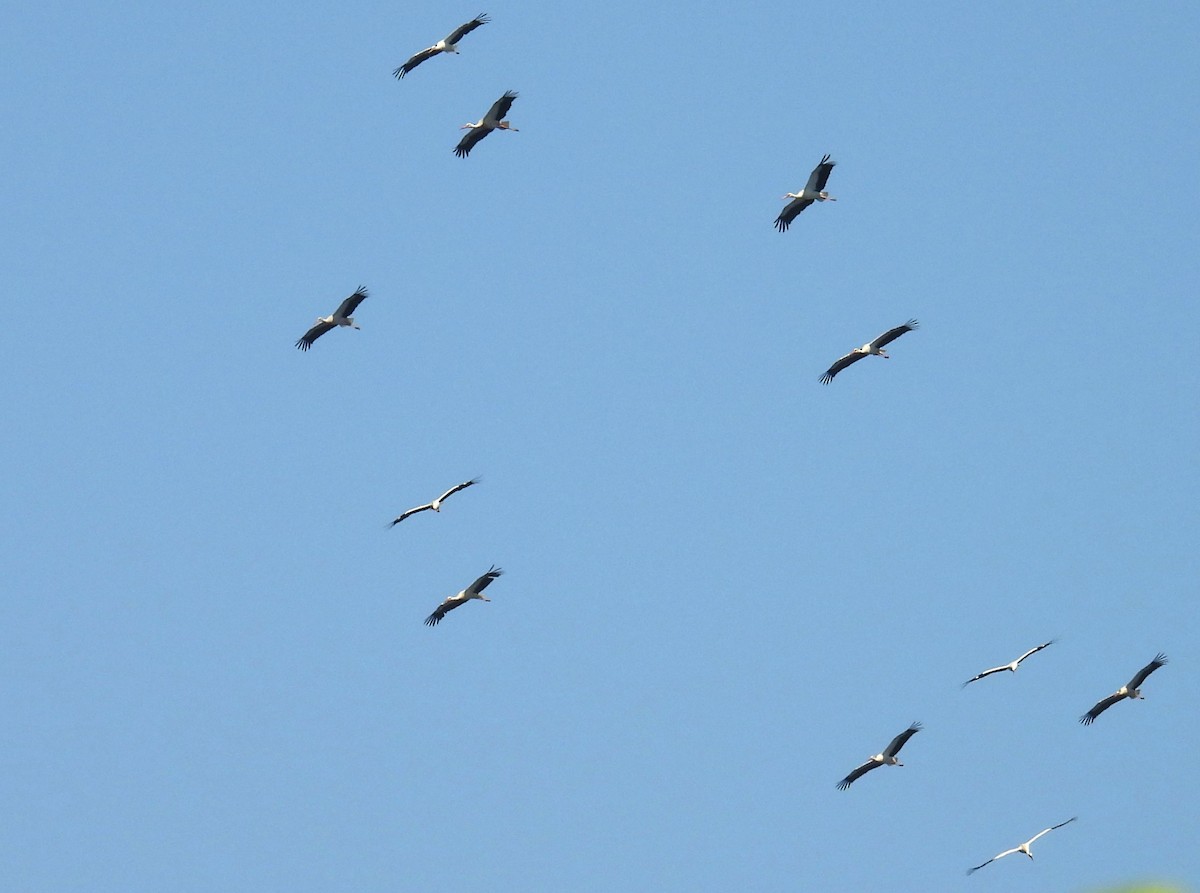 White Stork - ML637439054