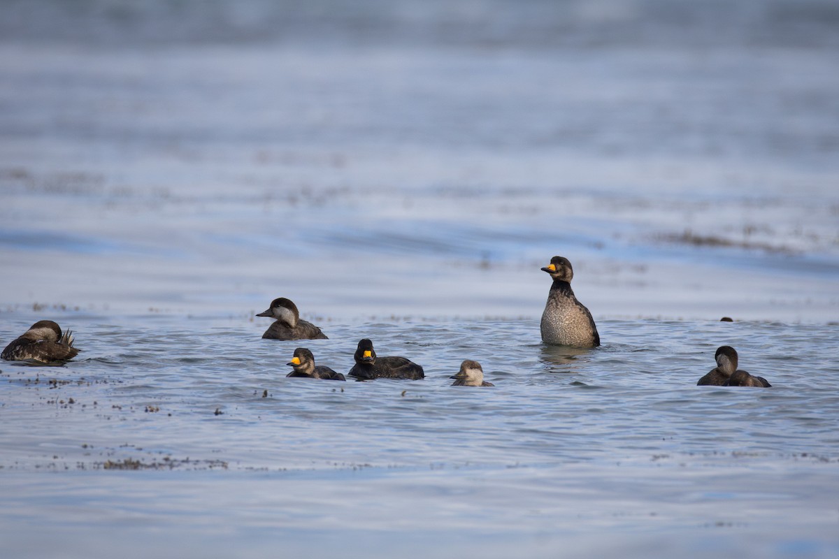 Black Scoter - ML637439105