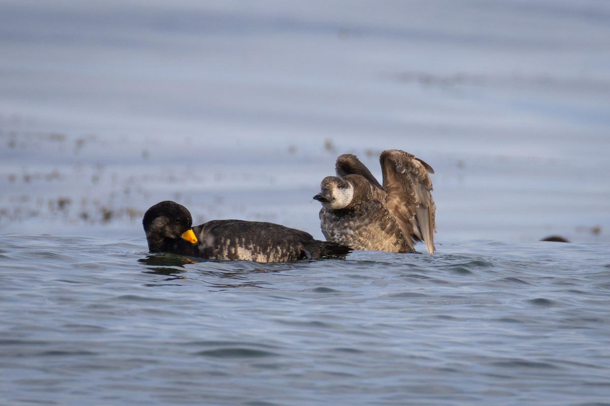 Black Scoter - ML637439106