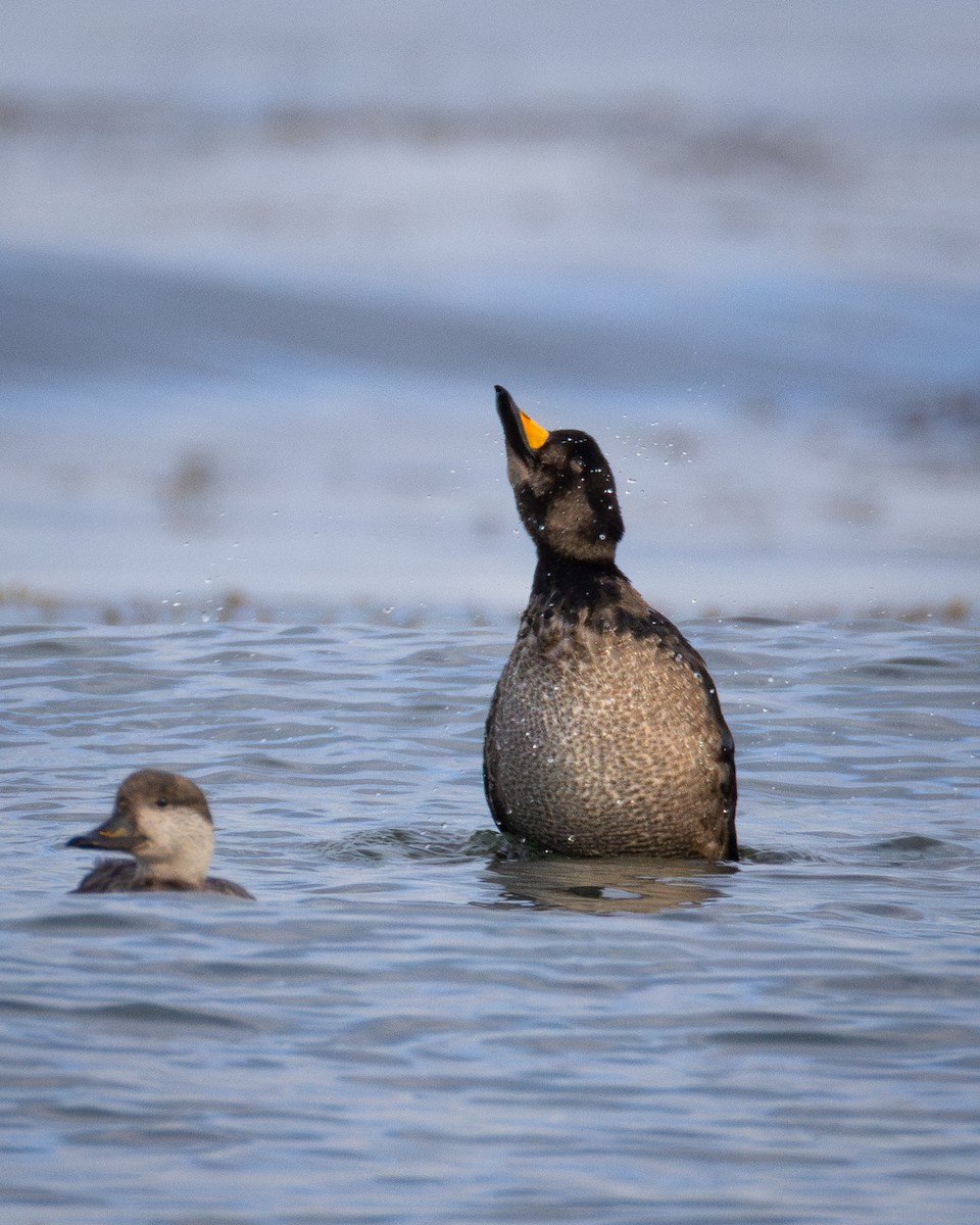 Black Scoter - ML637439107
