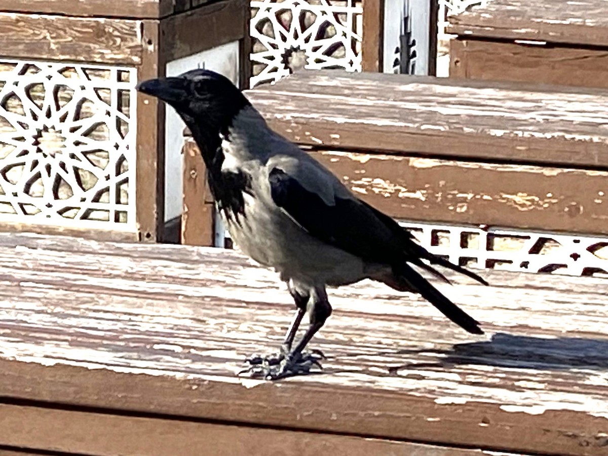 Hooded Crow - ML637439130