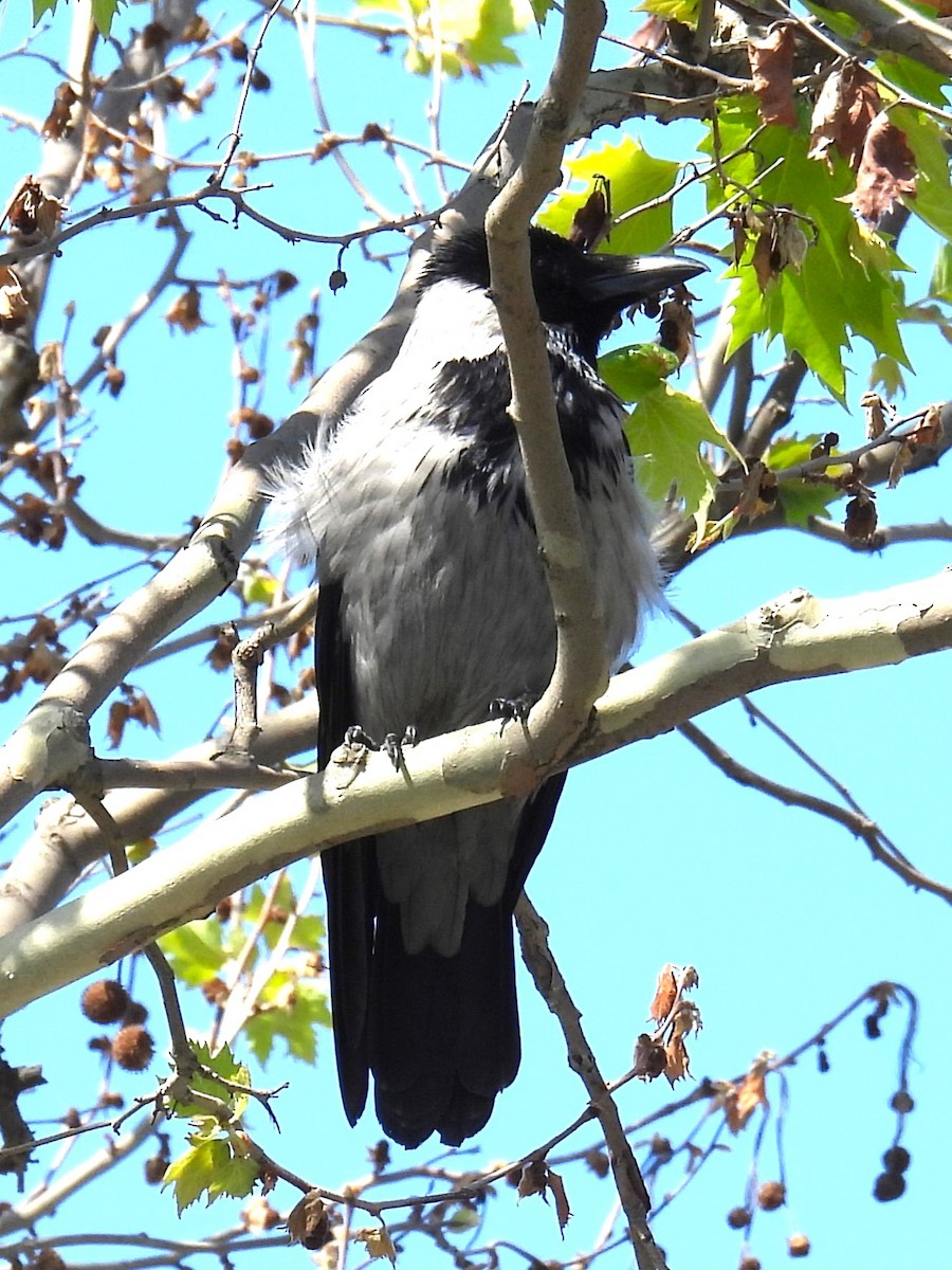 Hooded Crow - ML637439131