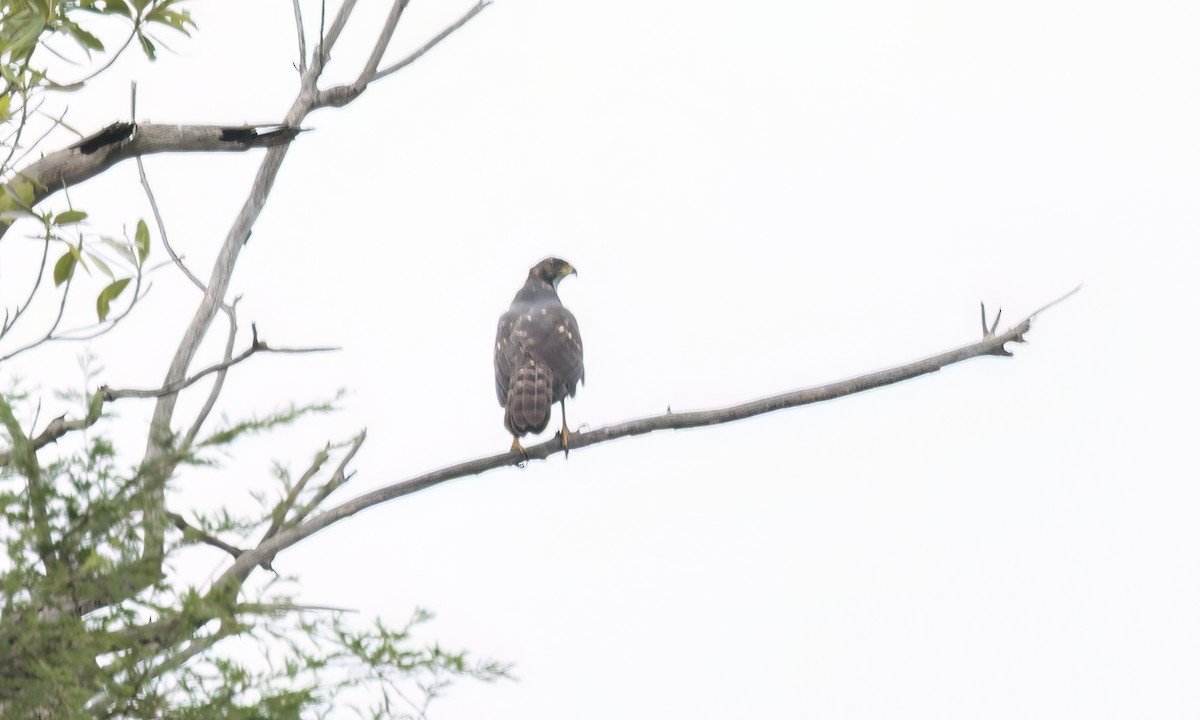Black Goshawk - ML637439138