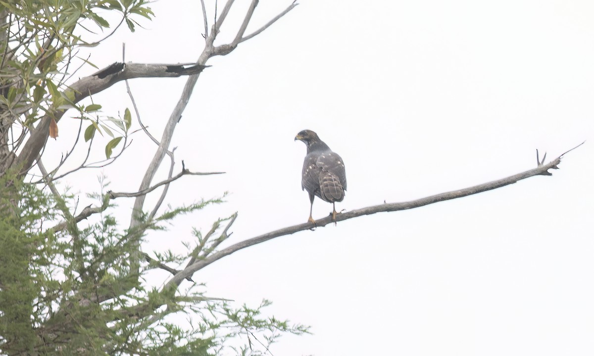 Black Goshawk - ML637439141