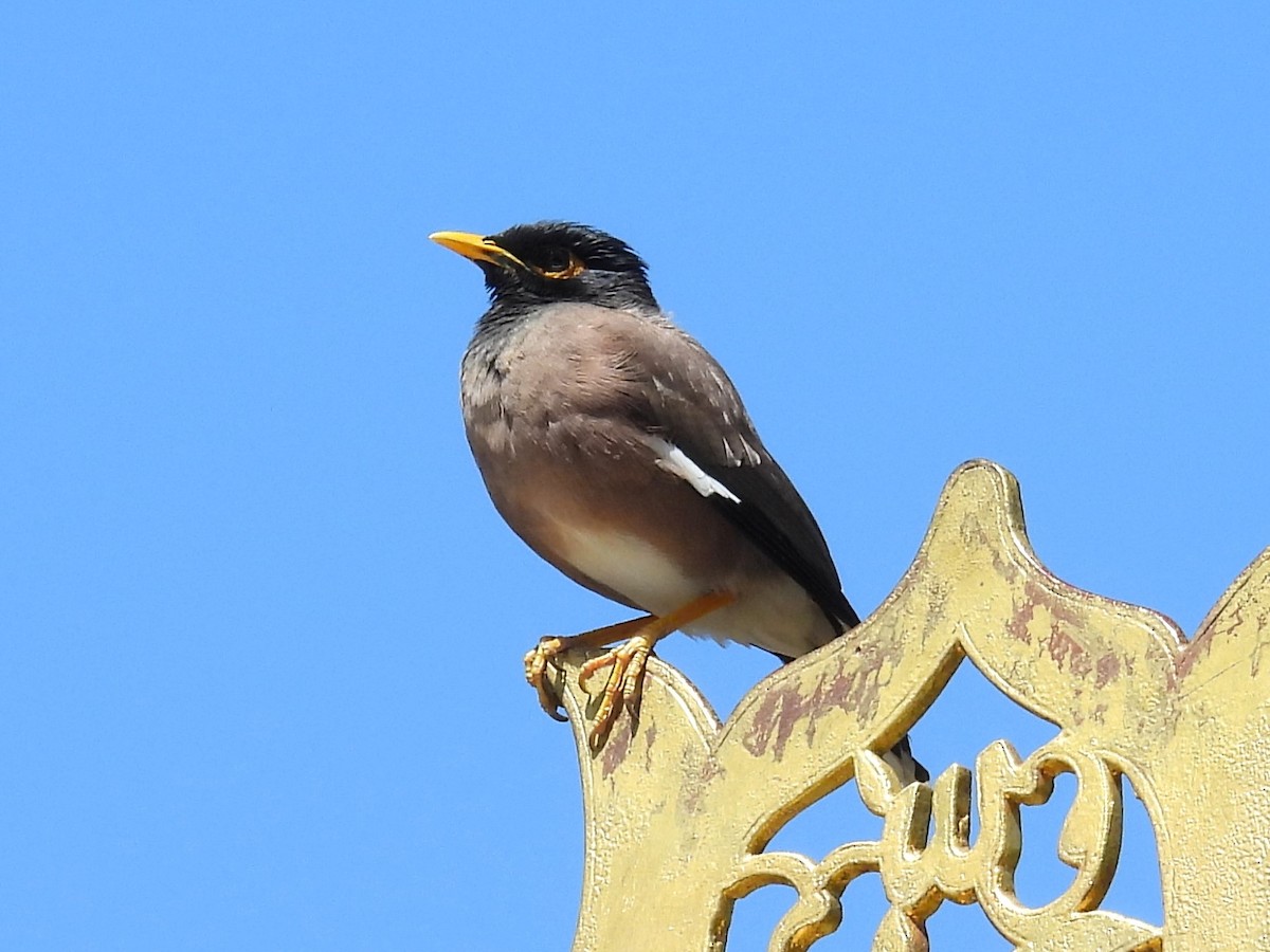Common Myna - ML637439152