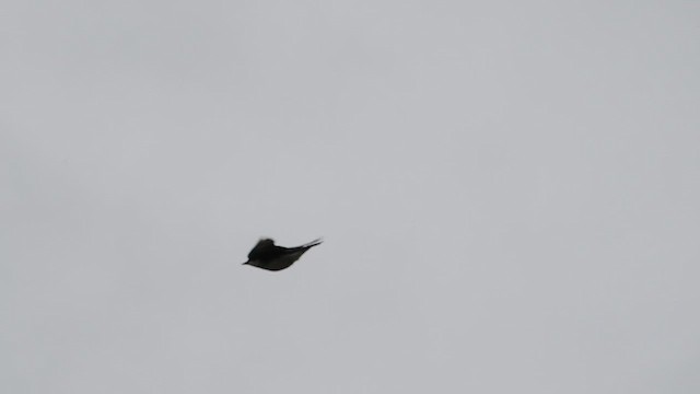 Eastern Kingbird - ML637439166