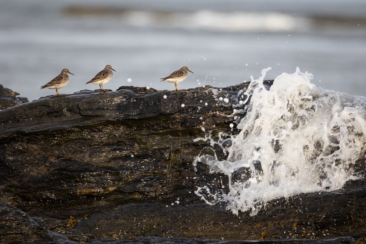 Purple Sandpiper - ML637439180