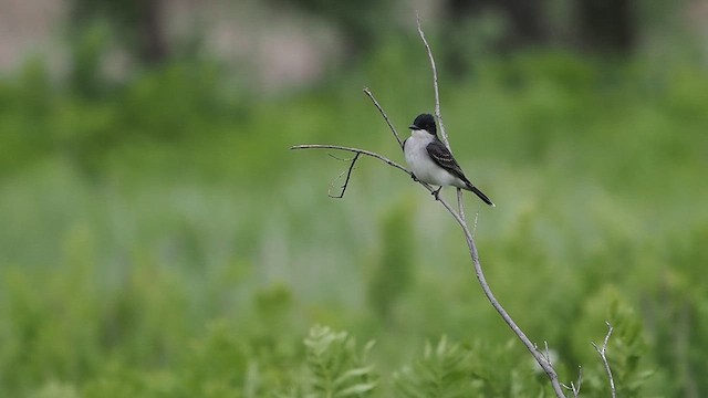 Eastern Kingbird - ML637439192