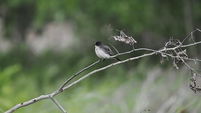 Eastern Kingbird - ML637439222