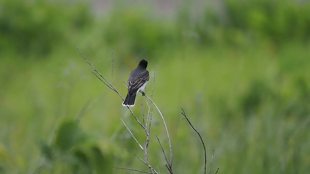 Eastern Kingbird - ML637439231