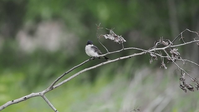 Eastern Kingbird - ML637439235